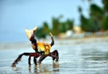 Proteja o Caranguejo-uçá: Inicia Defeso na Paraíba a partir de 17 de fevereiro